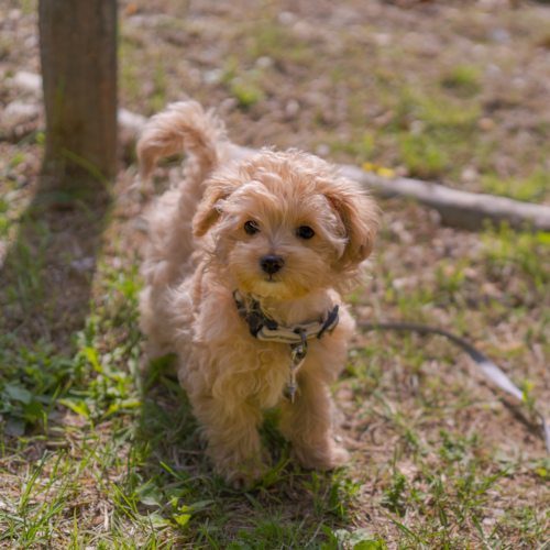 cream maltipoo on grass field